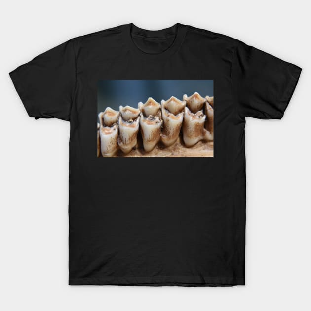 Young Buck Teeth T-Shirt by ToniaDelozier